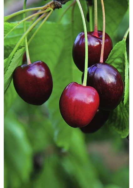 3 Adet - Aşılı Kara Kiraz Fidanı 3 Yaş fırsatları