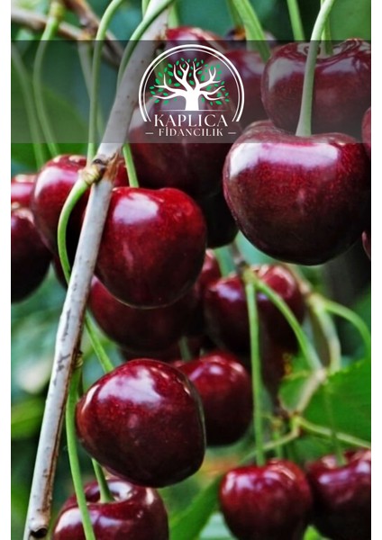 7 Adet - Aşılı Kara Kiraz Fidanı 3 Yaş fiyatları