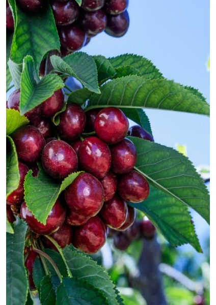 8 Adet - Aşılı Kara Kiraz Fidanı 3 Yaş