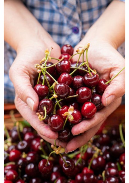 9 Adet - Aşılı Kara Kiraz Fidanı 3 Yaş modelleri