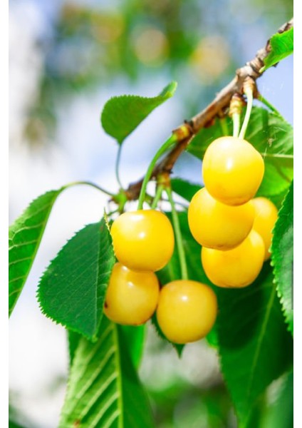 3 Adet - Starks Gold Beyaz Kiraz Fidanı 3 Yaş fiyatları