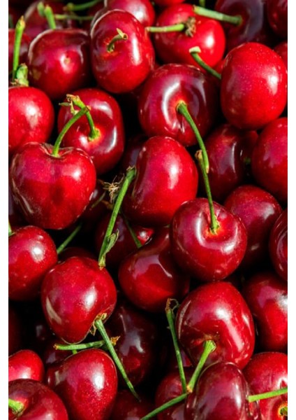 2 Adet - Ziraat 900 Aşılı Napolyon Kiraz Fidanı 3 Yaş modelleri