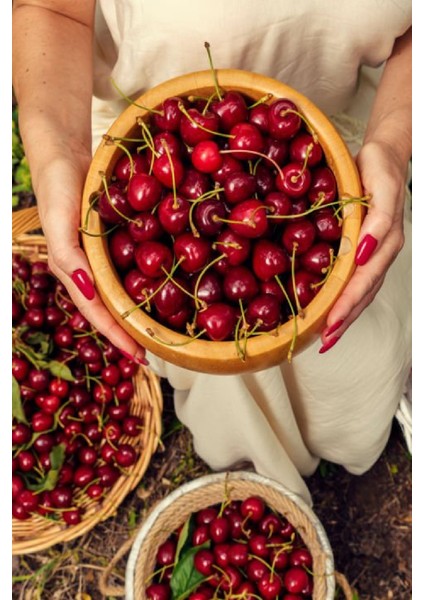 2 Adet - Ziraat 900 Aşılı Napolyon Kiraz Fidanı 3 Yaş fırsatları