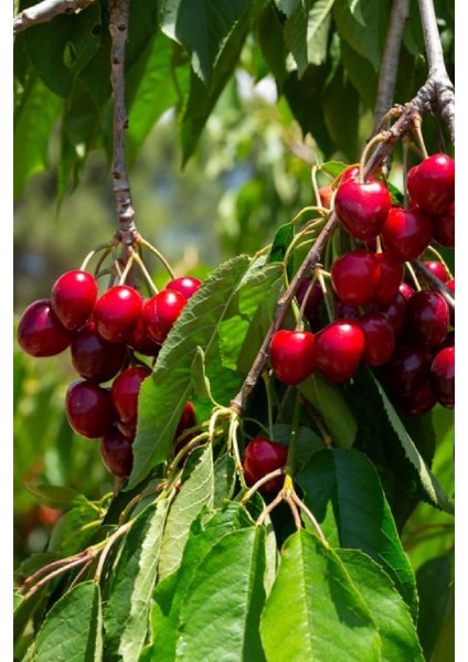 9 Adet - Ziraat 900 Aşılı Napolyon Kiraz Fidanı 3 Yaş