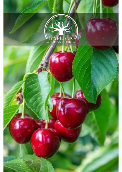 9 Adet - Ziraat 900 Aşılı Napolyon Kiraz Fidanı 3 Yaş fiyatları