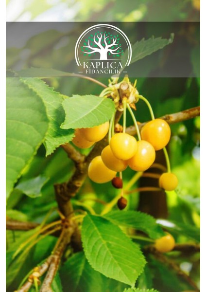 7 Adet - Starks Gold Beyaz Kiraz Fidanı 3 Yaş fiyatları