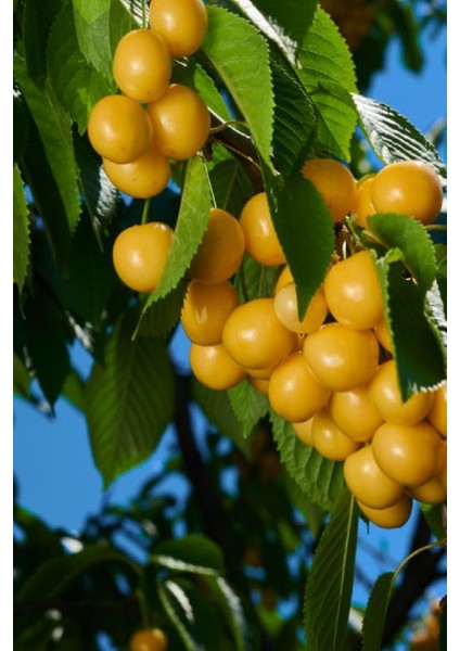 8 Adet - Starks Gold Beyaz Kiraz Fidanı 3 Yaş modelleri