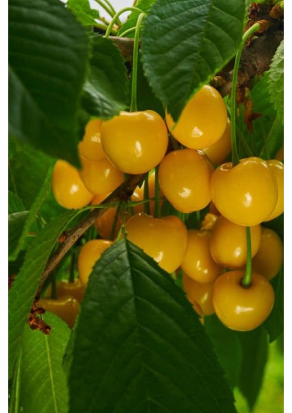 8 Adet - Starks Gold Beyaz Kiraz Fidanı 3 Yaş fırsatları