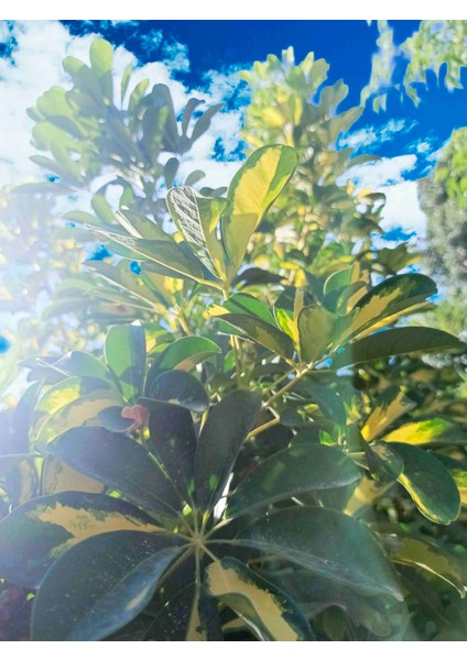 Tüplü Şeflera Çiçeği (Schefflera) 40/50 cm