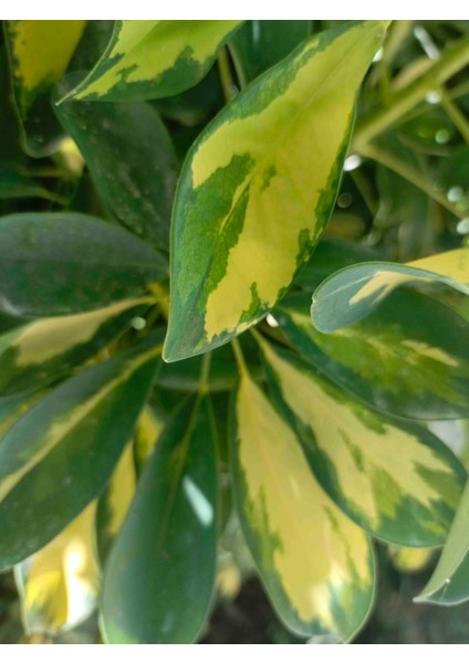 Tüplü Şeflera Çiçeği (Schefflera) 40/50 cm fiyatları