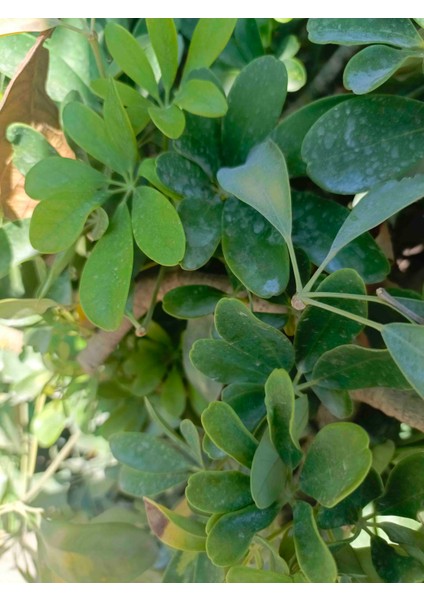 Tüplü Şeflera Çiçeği (Schefflera) 40/50 cm modelleri