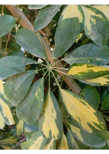 Tüplü Şeflera Çiçeği (Schefflera) 40/50 cm fırsatları