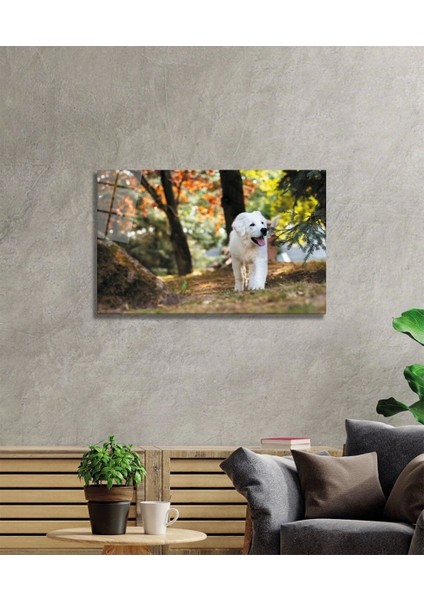 Teknoo- Köpek Cam Tablo fiyatları