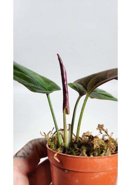 Plant Momzie Syngonium Erythrophyllum Red Arrow