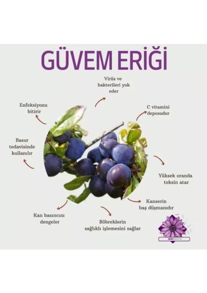 30 Adet Dağ (Güvem-Domuz) Eriği Tohumu indirimleri