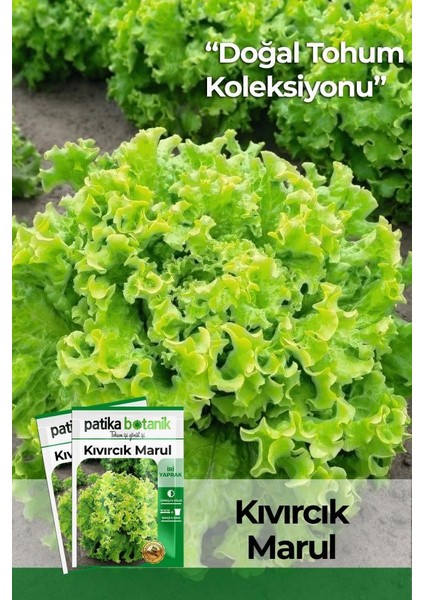 2000 Adet Kıvırcık Marul Tohumu