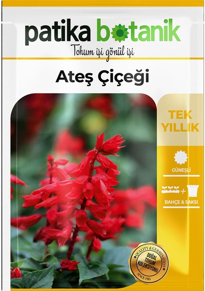 30 Adet Ateş Çiçeği (Salvia Splendens) Çiçek Tohumu