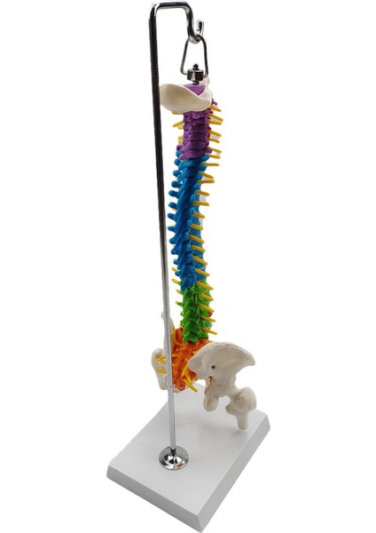 Pelvis Femur ile Biyolojisi Sınıfı Için Omurga (Yurt Dışından)