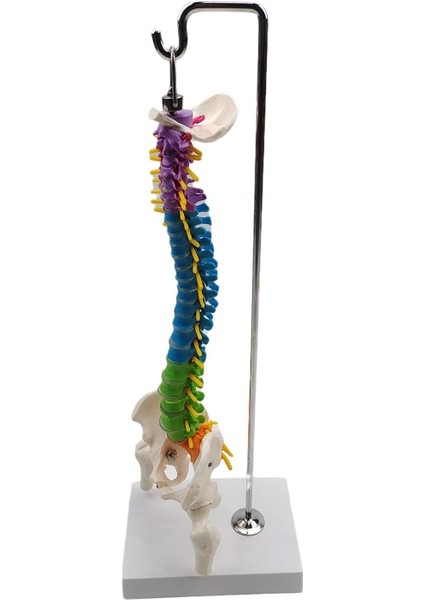 Pelvis Femur ile Biyolojisi Sınıfı Için Omurga (Yurt Dışından) fiyatları