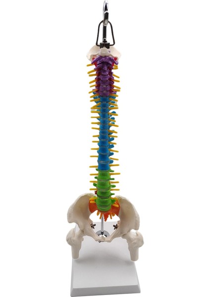 Pelvis Femur ile Biyolojisi Sınıfı Için Omurga (Yurt Dışından) modelleri