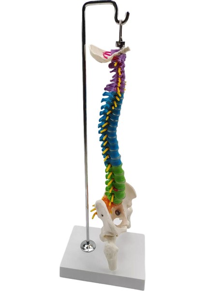 Pelvis Femur ile Biyolojisi Sınıfı Için Omurga (Yurt Dışından) fırsatları