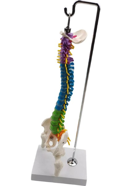 Pelvis Femur ile Biyolojisi Sınıfı Için Omurga (Yurt Dışından) indirimleri