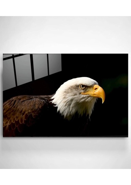 Teknoo- Yanardağ Cam Beyaz Başlı Kartal Cam Tablo