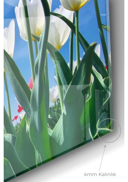 Teknoo- Beyaz Lale | Çiçek Temalı Cam Tablo | 50X70 cm modelleri