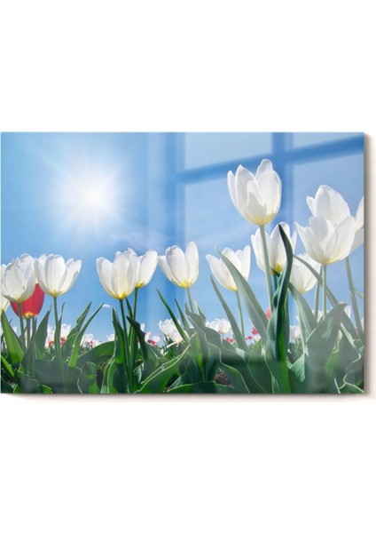 Teknoo- Beyaz Lale | Çiçek Temalı Cam Tablo | 50X70 cm fırsatları