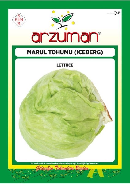 Iceberg Marul Tohumu (Göbek Marul)