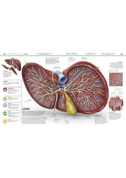 Knowledge Encyclopedia Human Body