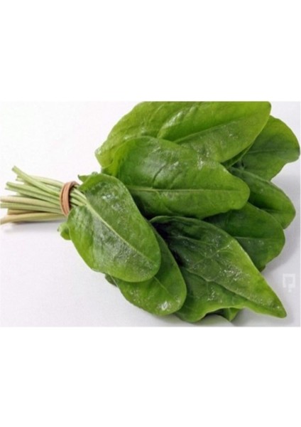 Agrobazaar Saksılık Kuzukulağı Tohumu 100+TOHUM