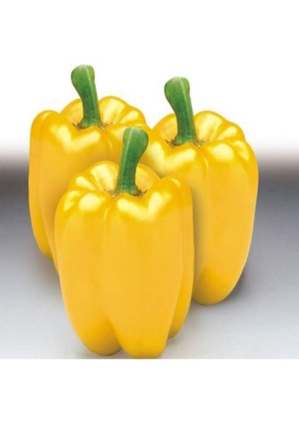Sarı Dolmalık Biber Tohumu