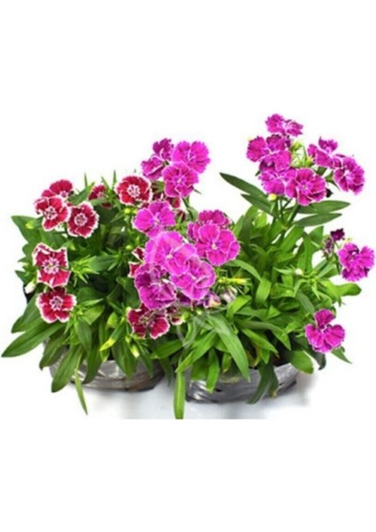 Bodur Karanfil Çiçeği Tohumu 10 Adet Tohum