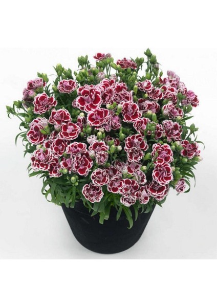 Bodur Karanfil Çiçeği Tohumu 10 Adet Tohum fiyatları