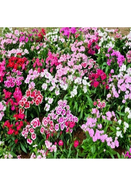 Bodur Karanfil Çiçeği Tohumu 10 Adet Tohum modelleri