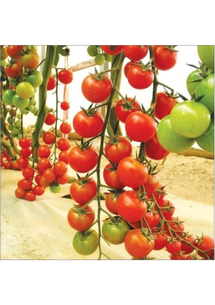 Agrobazaar Sarkan Cherry Domates + 25 Adet Tohum + (Saksı Toprak Seti ) fiyatları