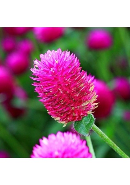 10 Adet Tohum Nadir Bulunan Pembe Medine Çiçeği Tohumu Medine Çiçek Tohumu Hediye Tohumlu