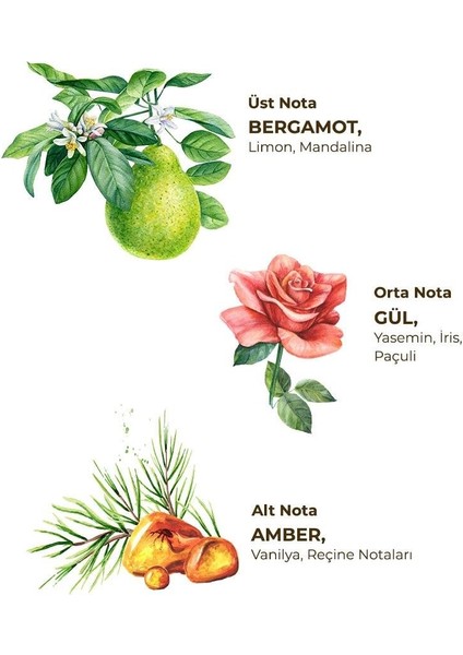 Amber Serisi ( Kolonya , Sıvı ve Köpük Sabun) fırsatları