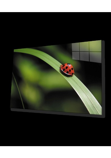 Teknoo- Uğur Böceği Yeşil Yaprak Cam Tablo