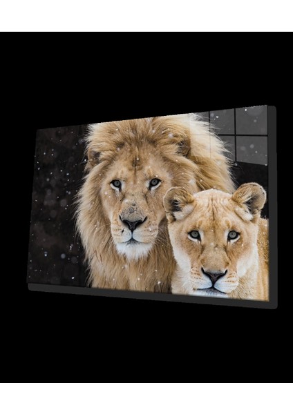 Teknoo- Aslan Cam Tablo