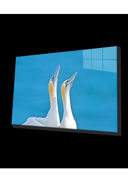 Teknoo- Pelikan Hayvan Cam Tablo