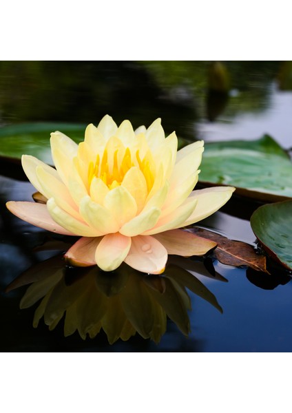 4 Adet Karışık Renklerde Lotus (Nilüfer) Çiçeği Tohumu
