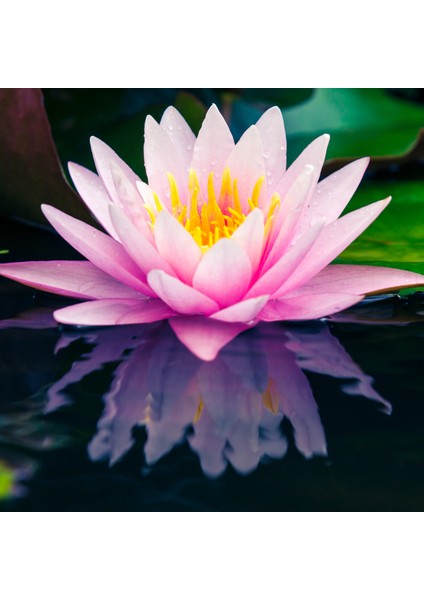 4 Adet Karışık Renklerde Lotus (Nilüfer) Çiçeği Tohumu