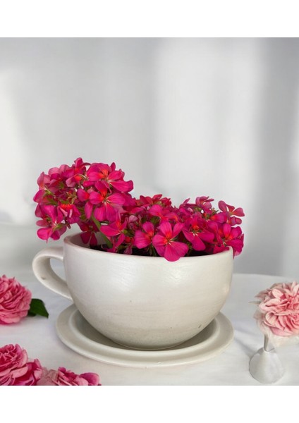 Dekoratif El Yapımı Beton Büyük Fincan Saksı - Beyaz fırsatları