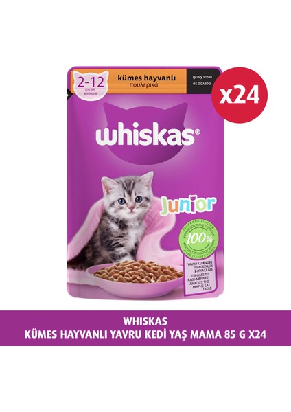 Yavru Kümes Hayvanlı 85 gr 24X