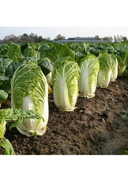 50 Adet Tohum Nadir Çin Yaprak Lahana Tohum