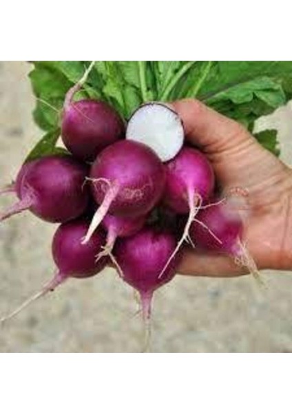 100 Adet Tohum Nadir Mor Turp Tohumu Sebze Tohumu