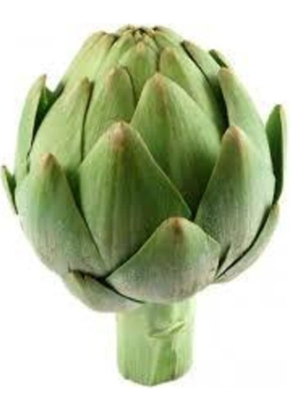 10 Adet Tohum Enginar Tohumu Geleneksel Tohum fiyatları