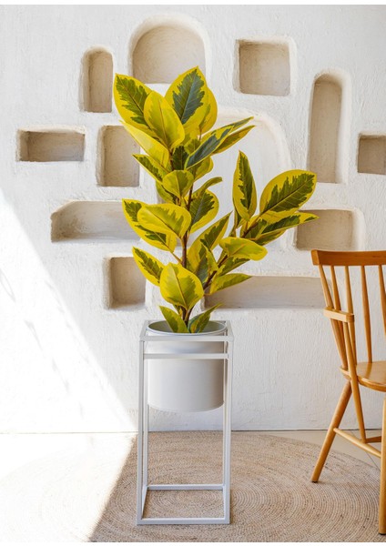 Yapay Ficus Altissima Ağacı Sarı Yeşil 120 cm